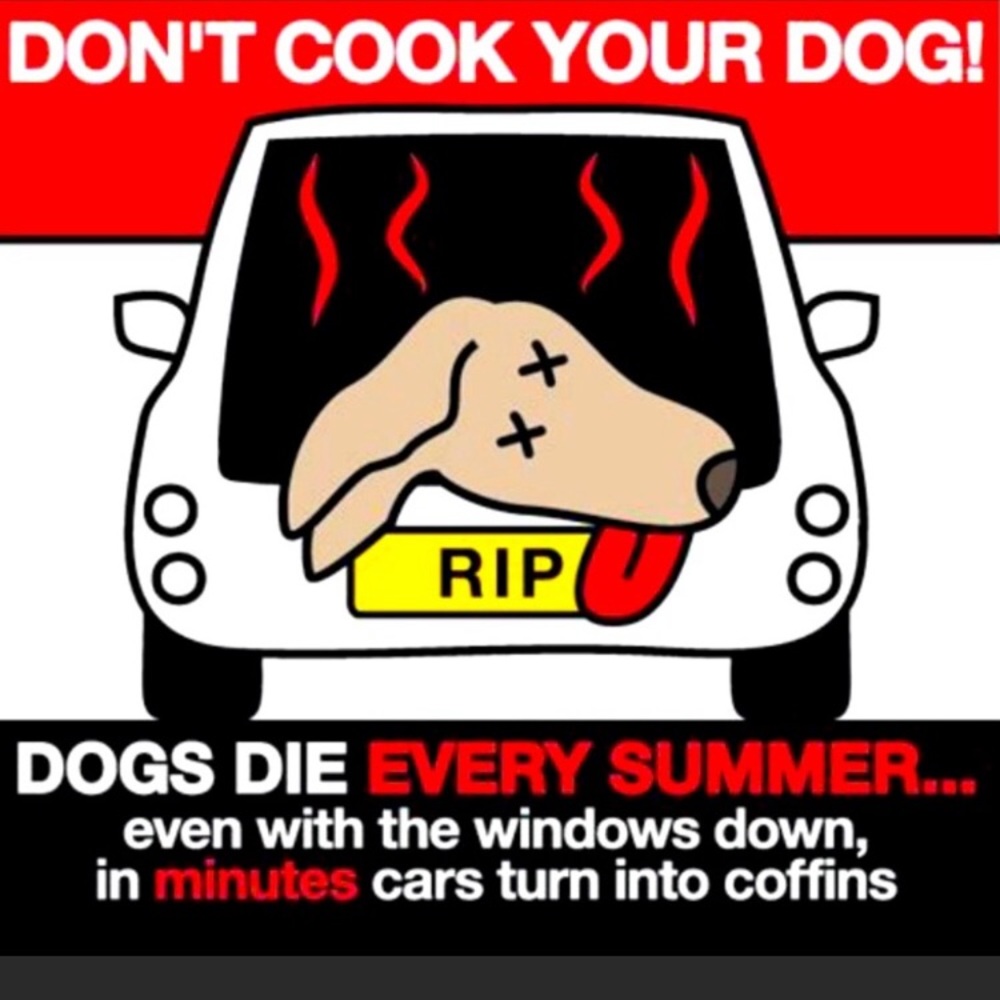🐕‍🦺 KEEP YOUR FRIENDS COOL! 🐕
‼️NOT FOR SALE‼️ - Picture 3 of 3